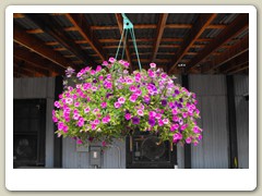 Flowers around the gold dredge