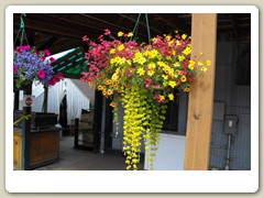 Flowers around the gold dredge