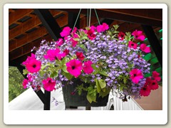 Flowers around the gold dredge