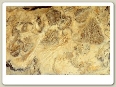 Ajlun fossils